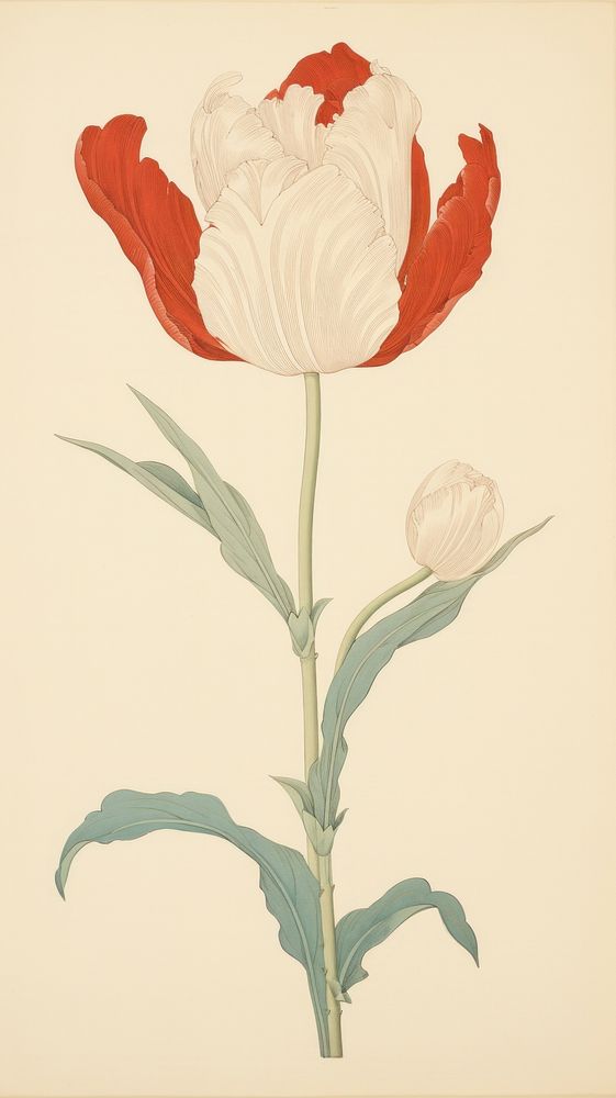 Wood block print illustration of white tulip painting flower plant.
