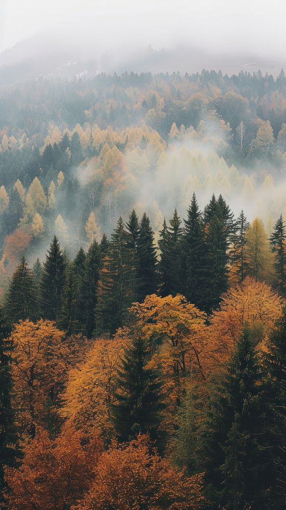 Autumn trees mountain outdoors woodland.