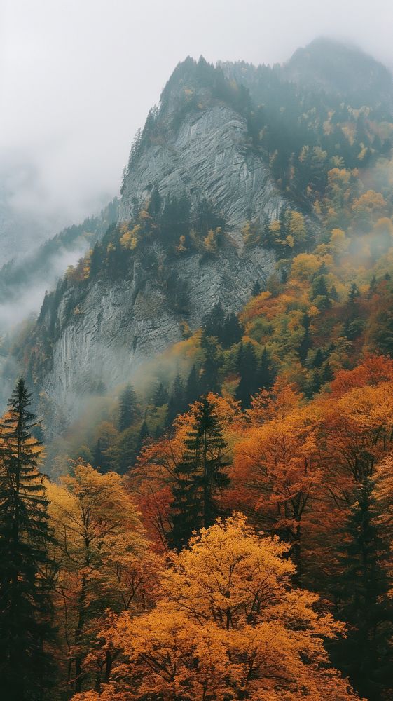Autumn trees mountain outdoors nature.