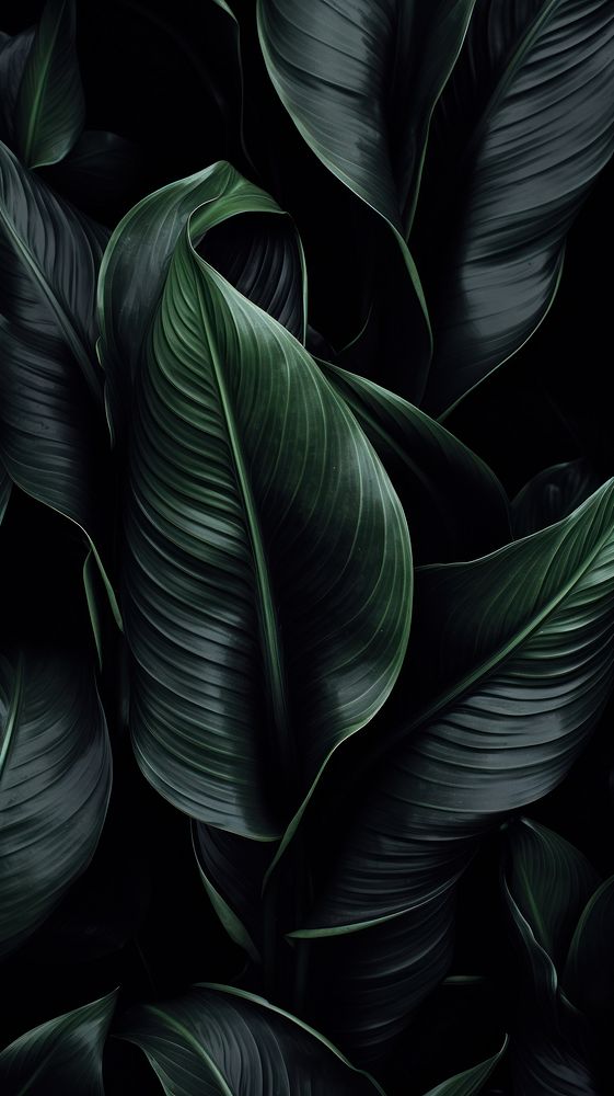 Monochrome Plant black plant backgrounds.