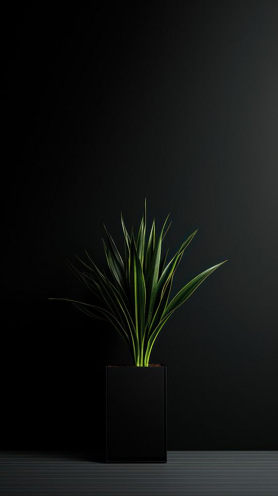 Plant plant black wheatgrass.