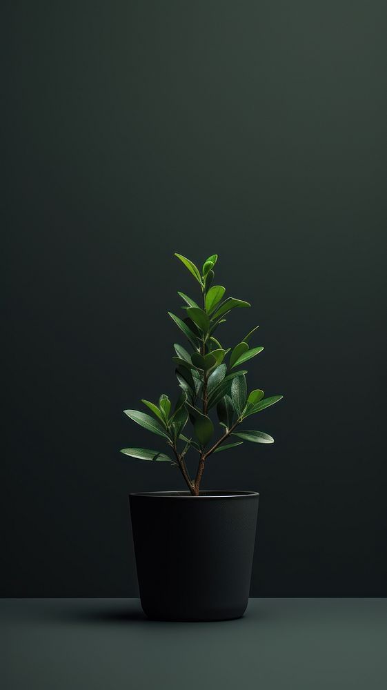 Plant plant bonsai black.