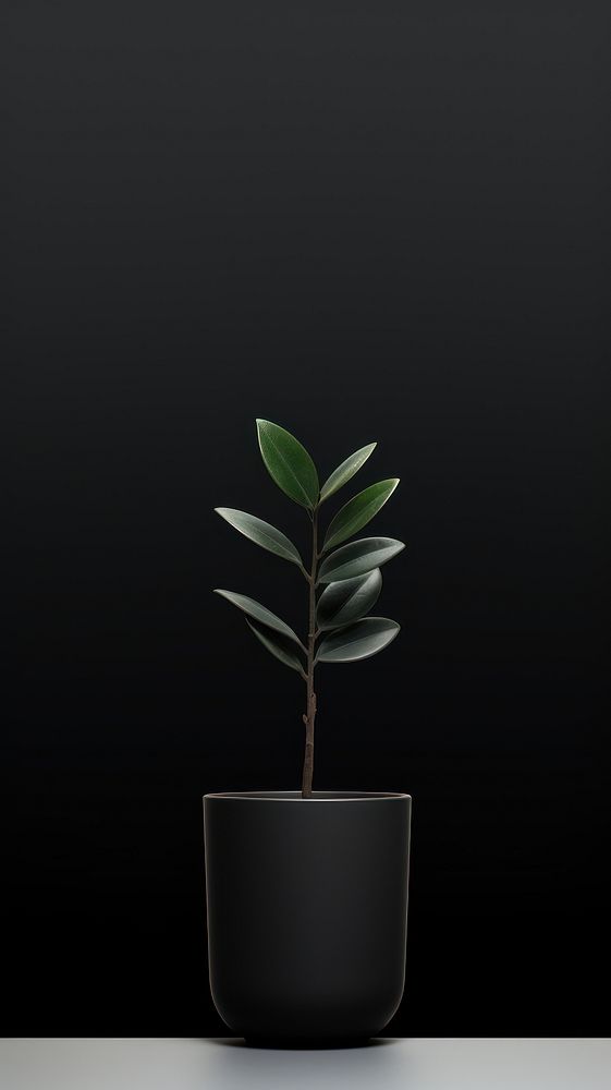 Plant plant black leaf.