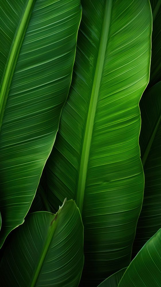 Tropical leaf backgrounds plant green.