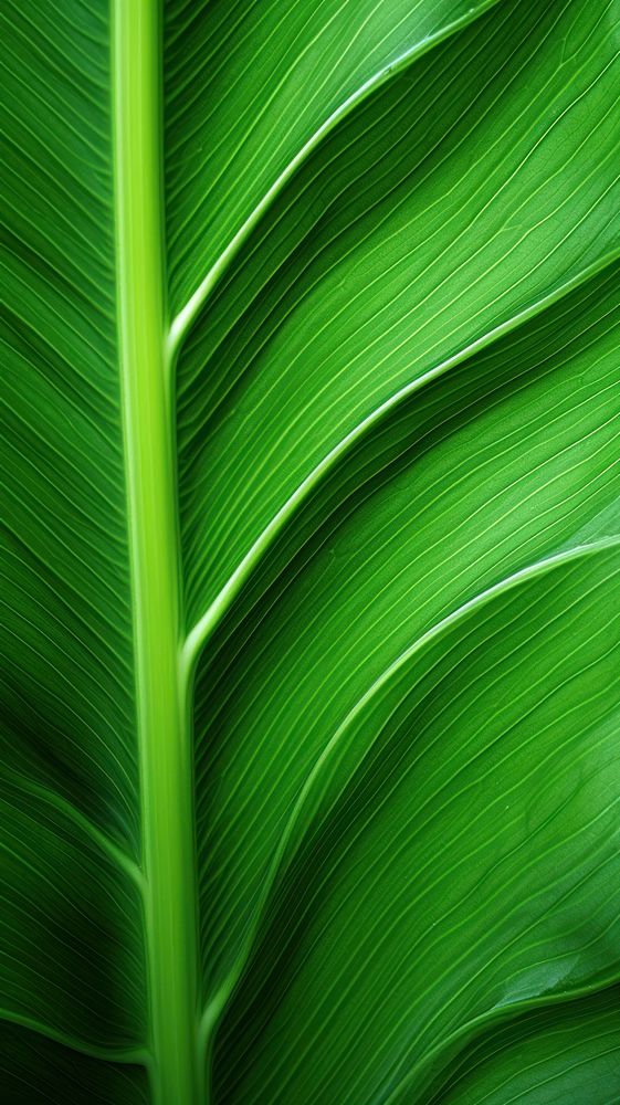 Tropical leaf backgrounds texture plant.