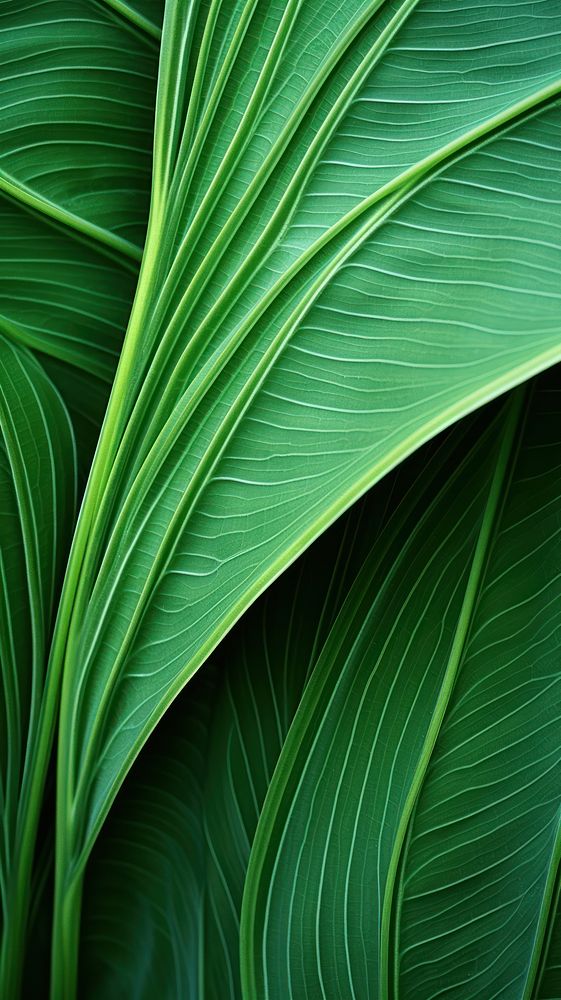 Tropical leaf backgrounds plant green.