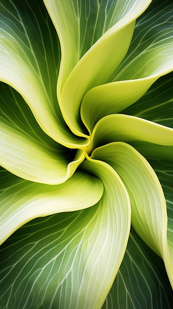 Monstera backgrounds plant green.