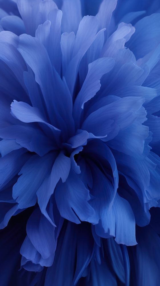 Deep blue vibes Background Wallpaper backgrounds flower plant.