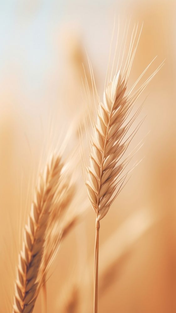 Plant plant wheat grain.