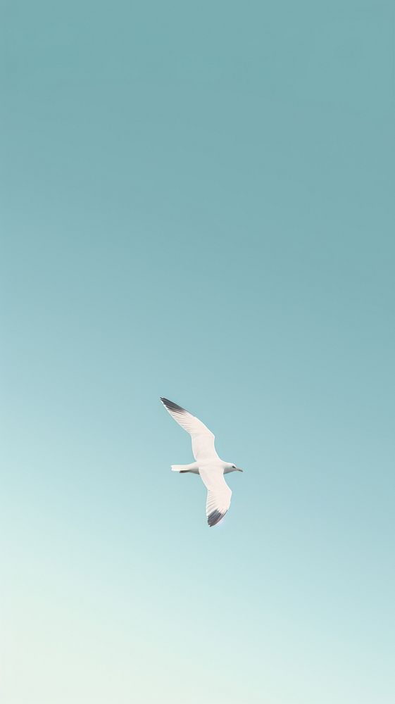 Albatross seagull animal flying.