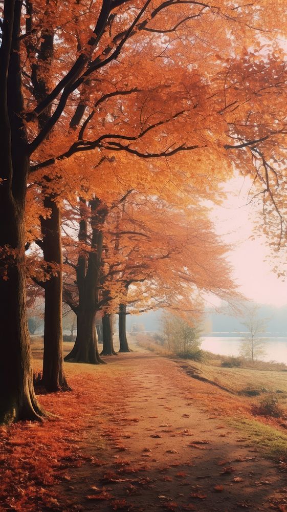 Autumn trees landscape outdoors nature. | Free Photo - rawpixel