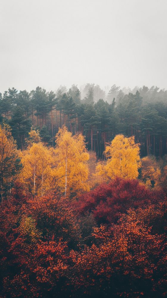Autumn tree land landscape.