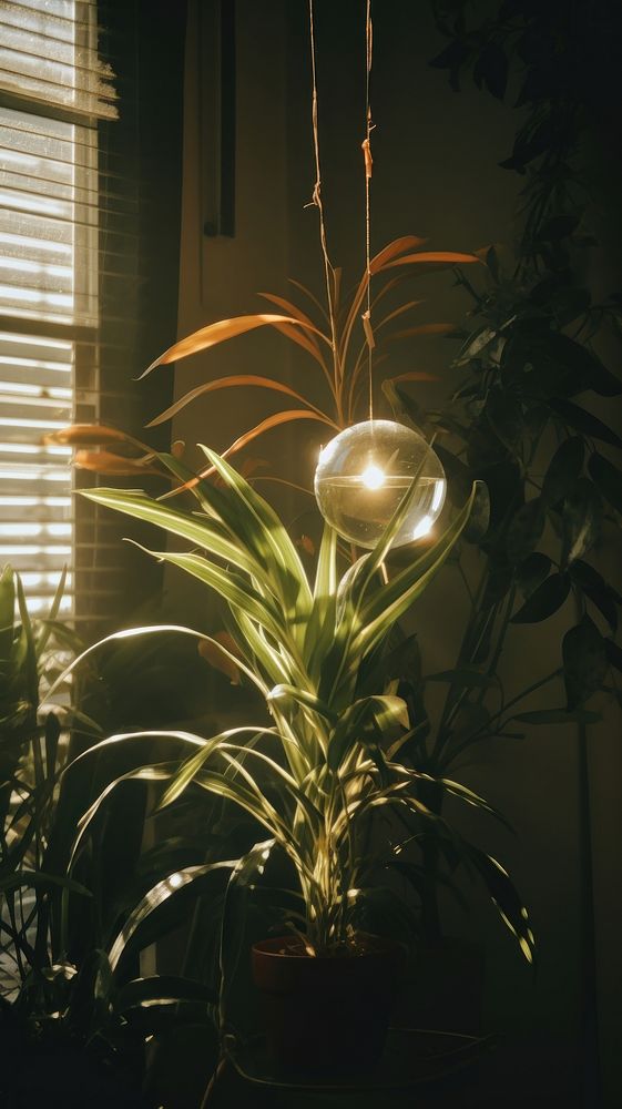 Plant plant lighting lamp.