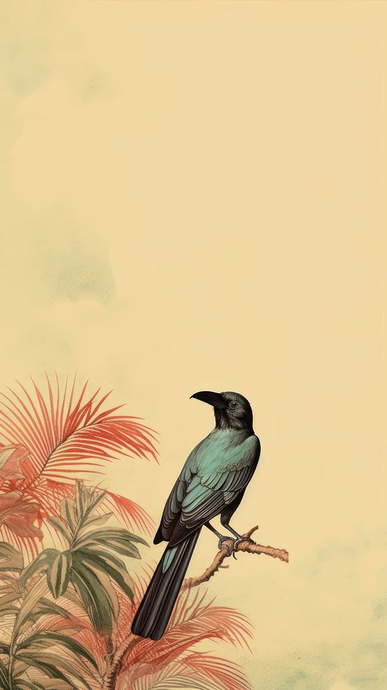 Magpie animal bird blackbird.