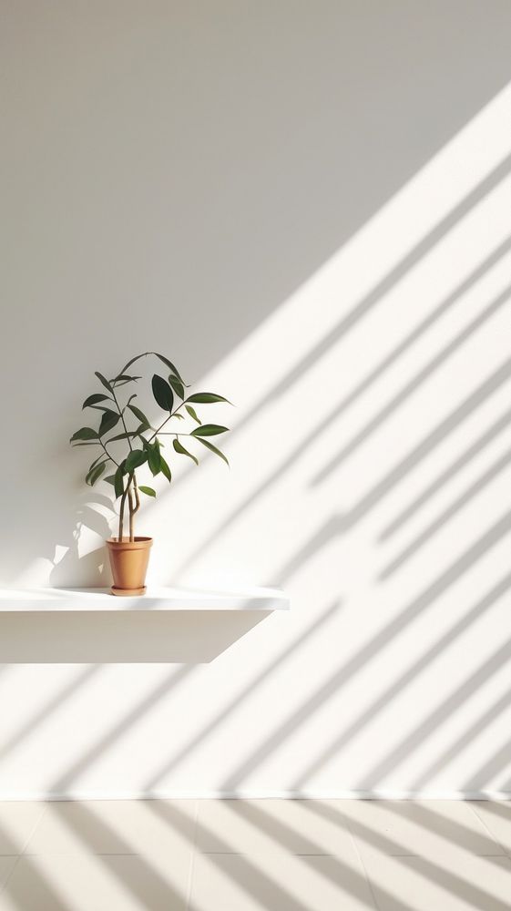 Plant windowsill shadow white.