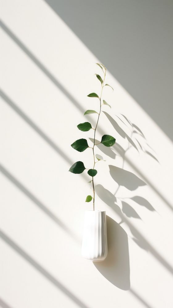 Plant plant shadow white.