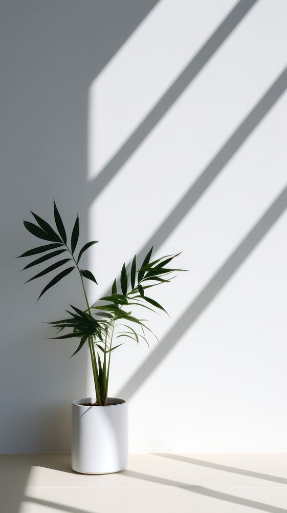 Plant shadow vase leaf.