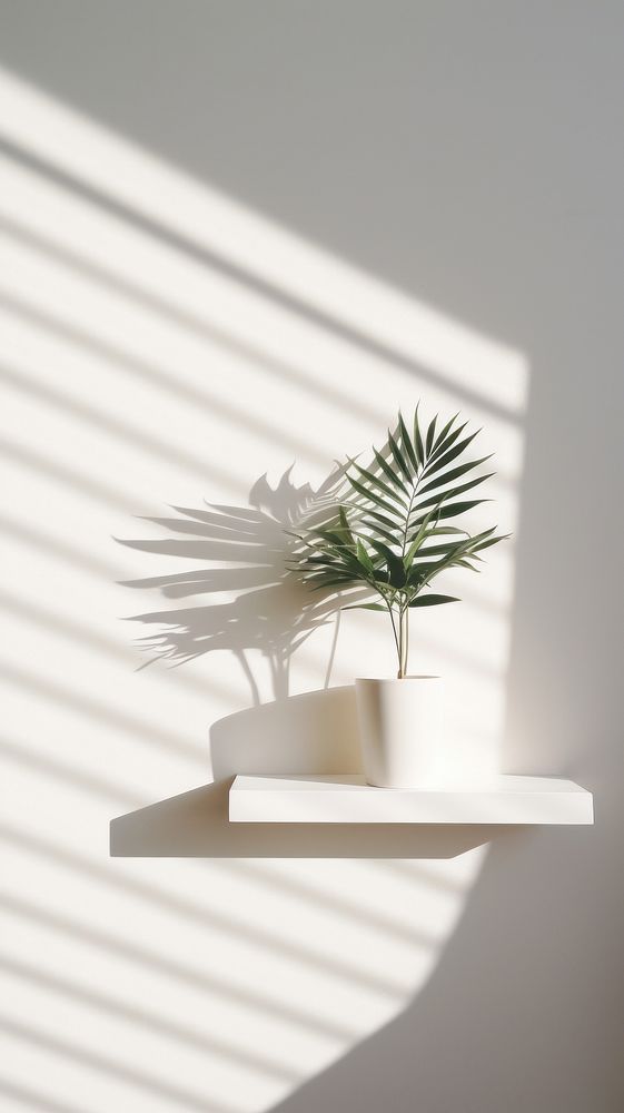 Plant shadow white vase.