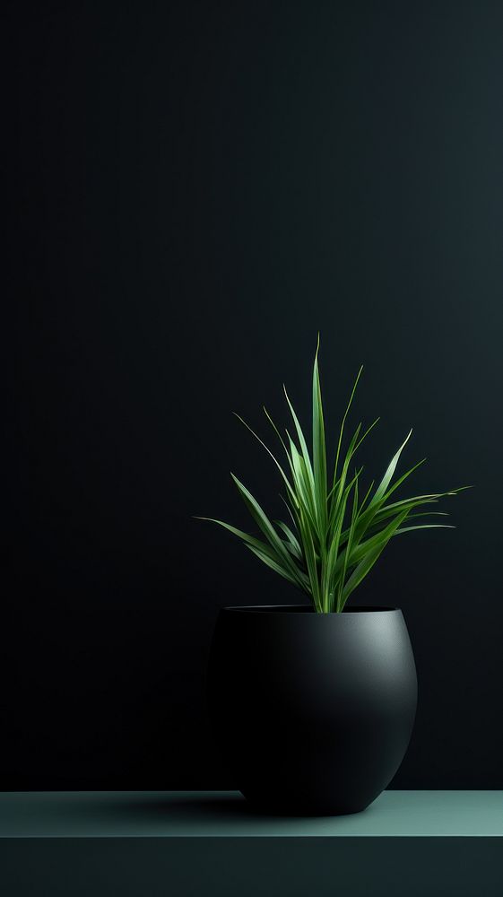 Plant plant black vase.