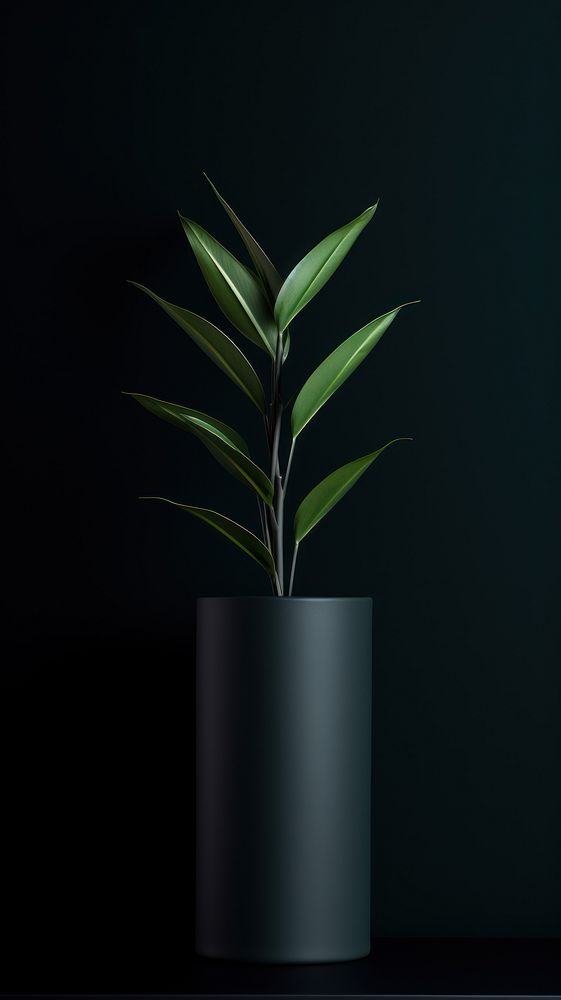 Plant plant black leaf.