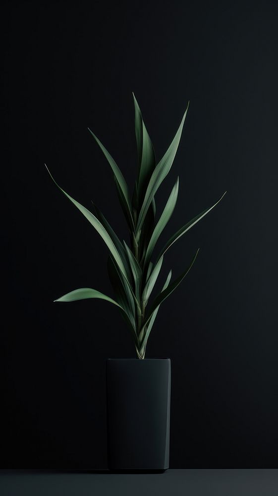 Plant plant black houseplant.
