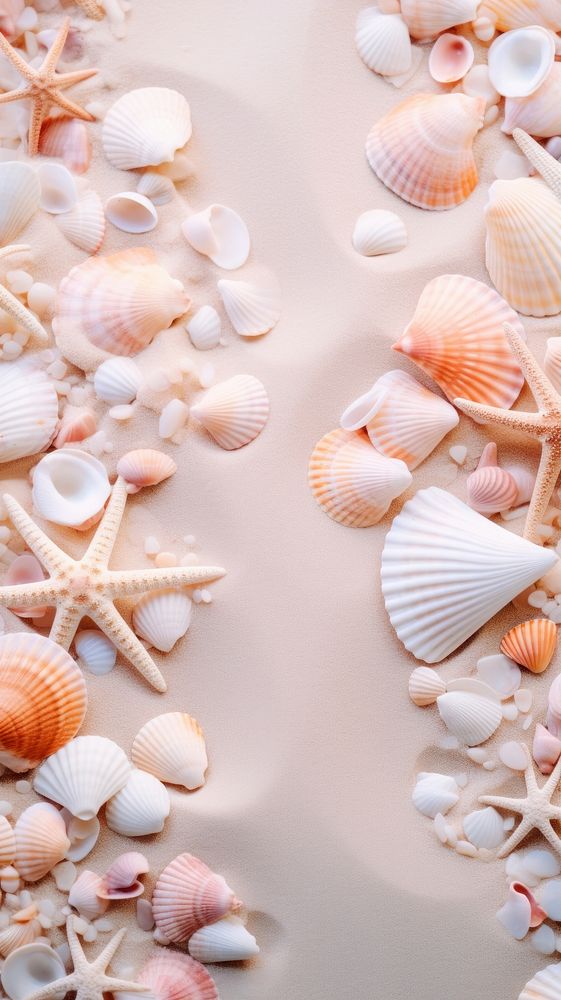 Shells on the beach seashell invertebrate backgrounds.
