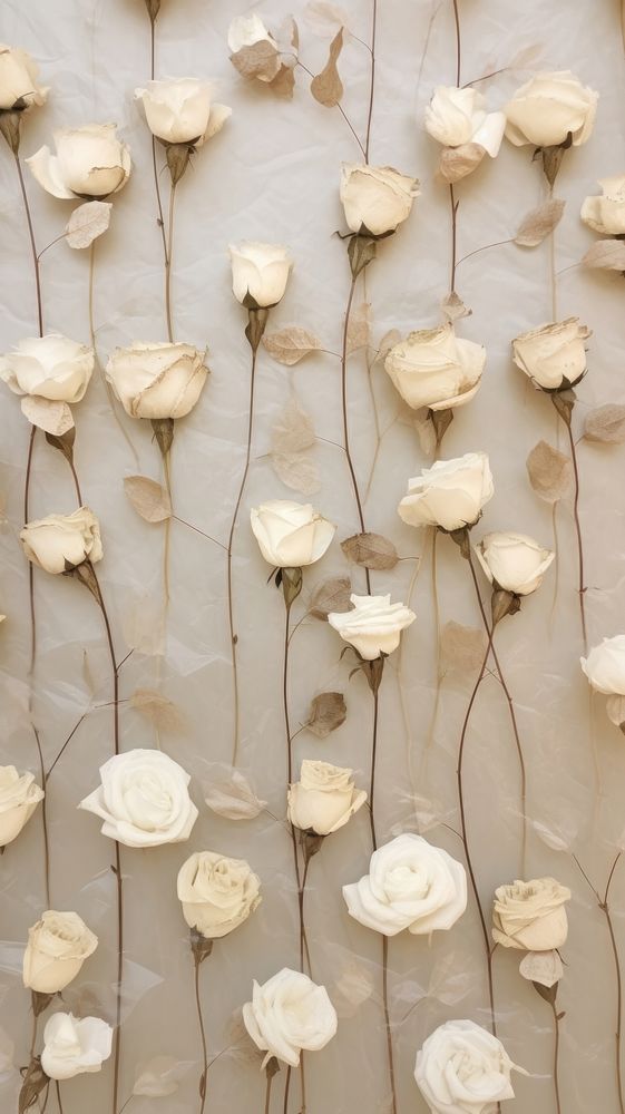 Real pressed white roses flower wall backgrounds.