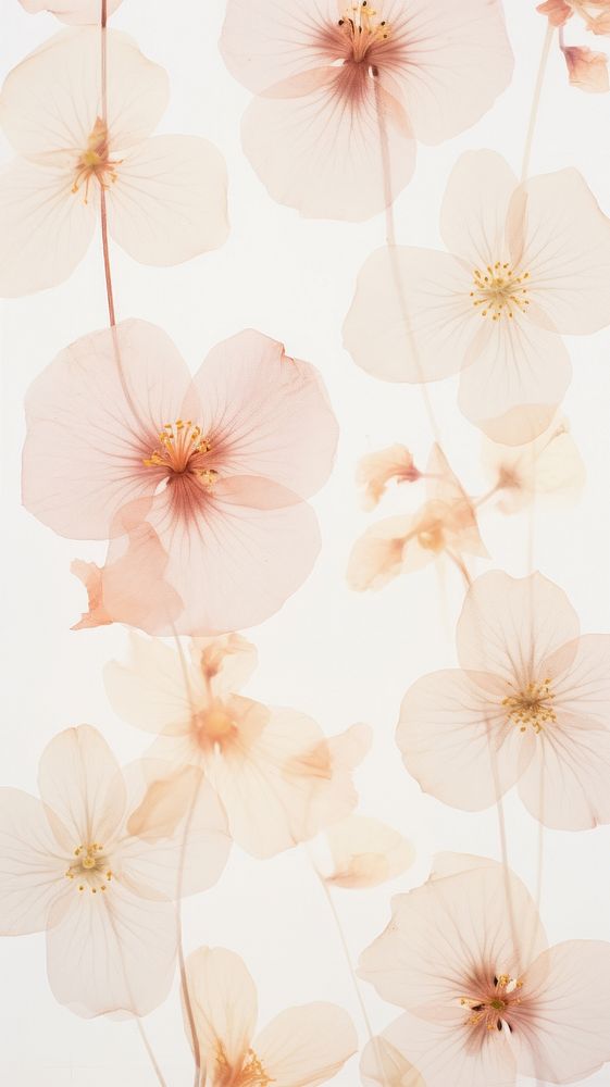 Real pressed chinese flower pattern backgrounds petal.