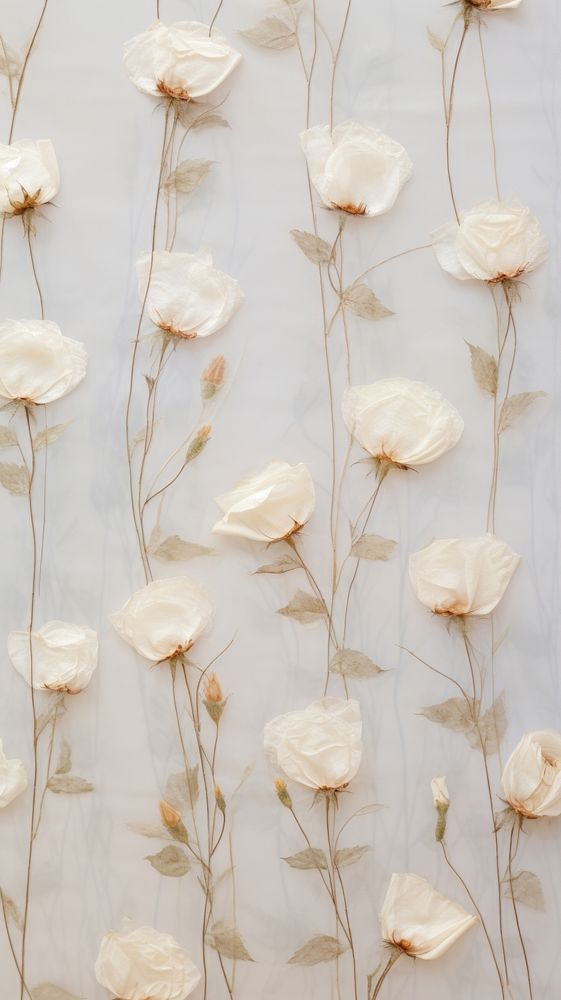 Real pressed white roses flower backgrounds pattern.
