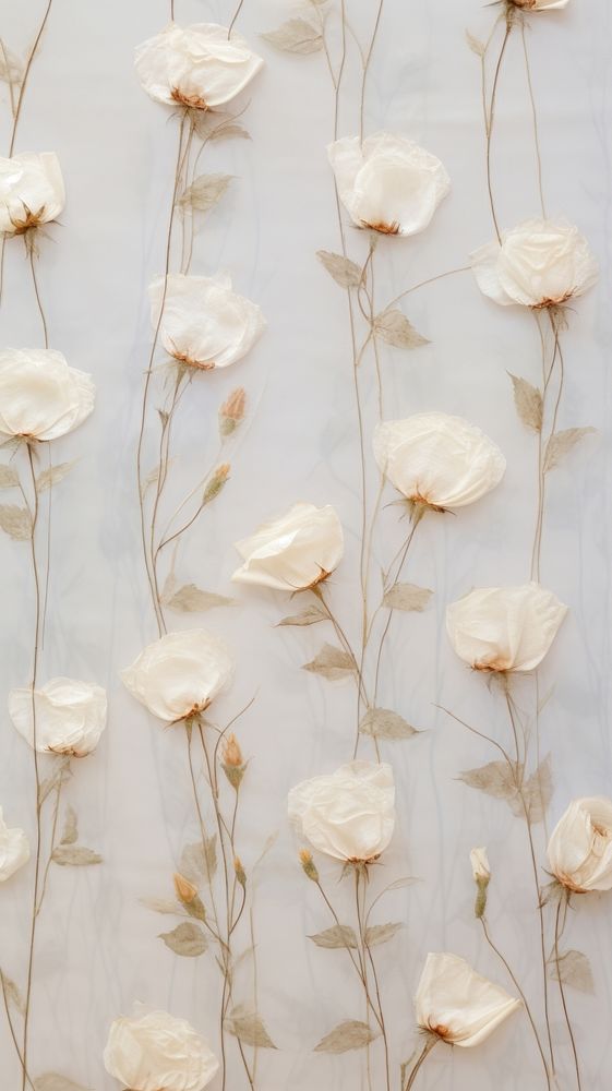 Real pressed white roses flower | Premium Photo - rawpixel