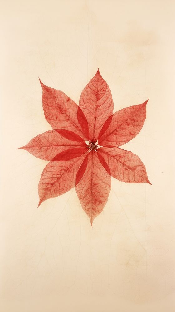 Real pressed red poinsettia pattern flower plant.