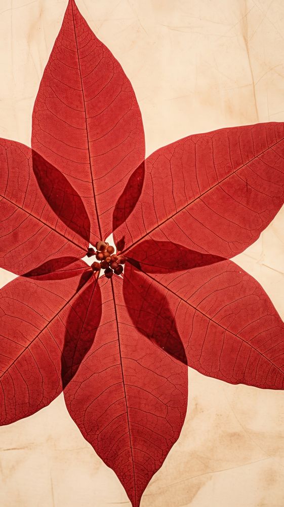 Real pressed red poinsettia pattern flower plant.