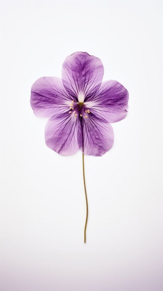Real pressed violet flower purple blossom petal.