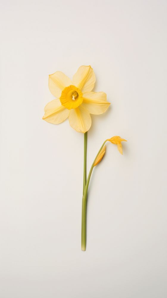 Real pressed narcissus flower daffodil plant inflorescence.