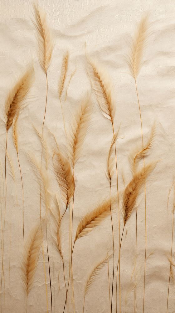 Real pressed pampas backgrounds plant grass.