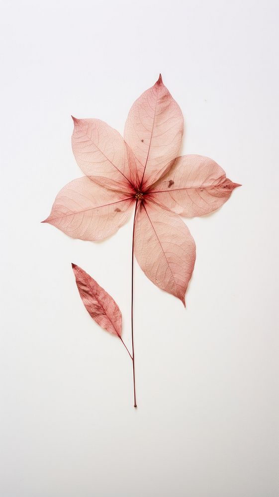 Real pressed poinsettia flower petal plant leaf.