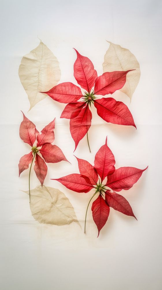 Real pressed poinsettia flowers paper petal plant.