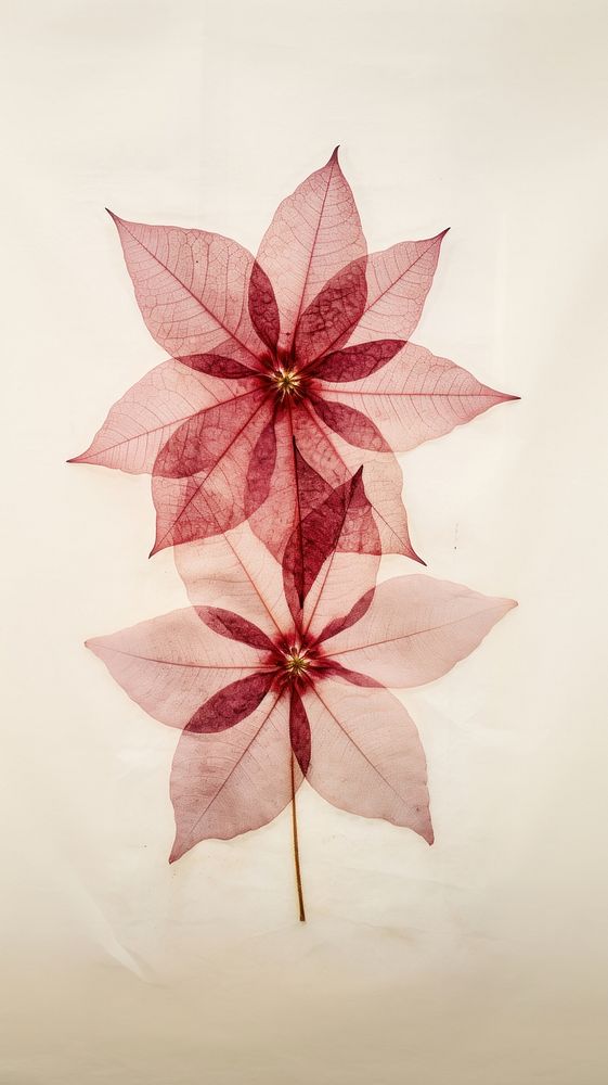 Real pressed poinsettia flowers plant leaf art.