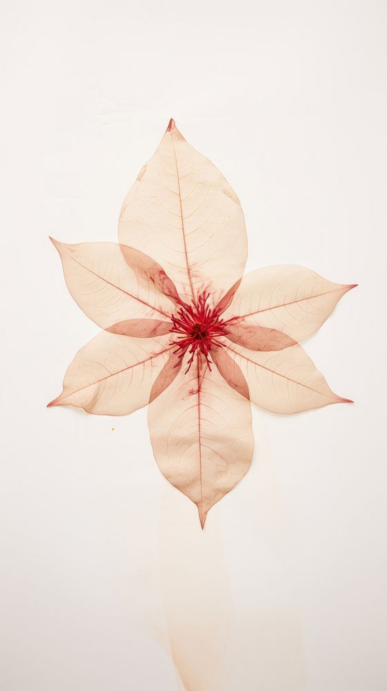 Real pressed poinsettia flower plant paper leaf.