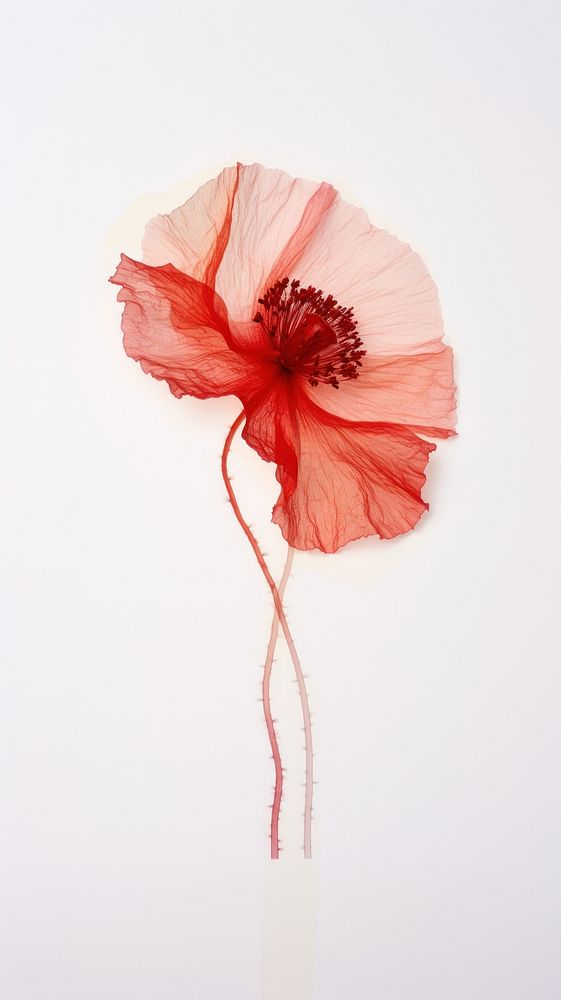 Real pressed poppy flower plant red inflorescence.