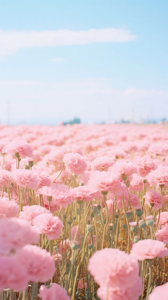 Field of pink carnation sky landscape outdoors.