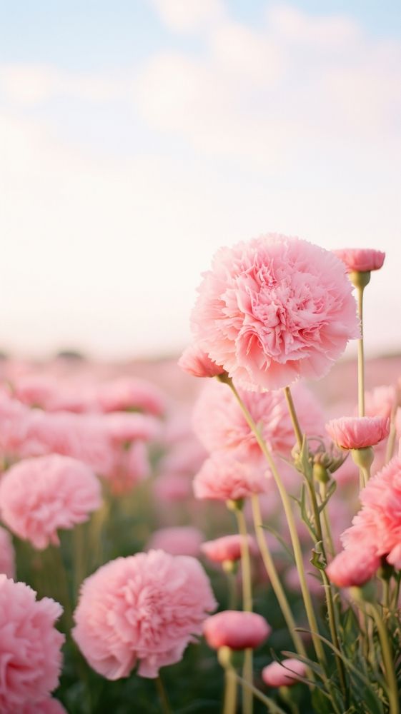 Field of pink carnation landscape outdoors blossom.
