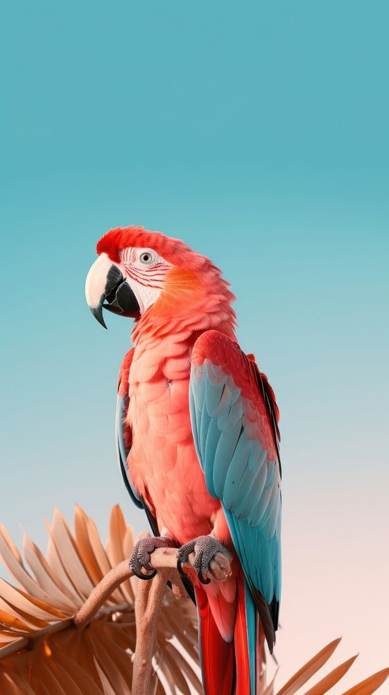 Aesthetic parrot animal bird wildlife.