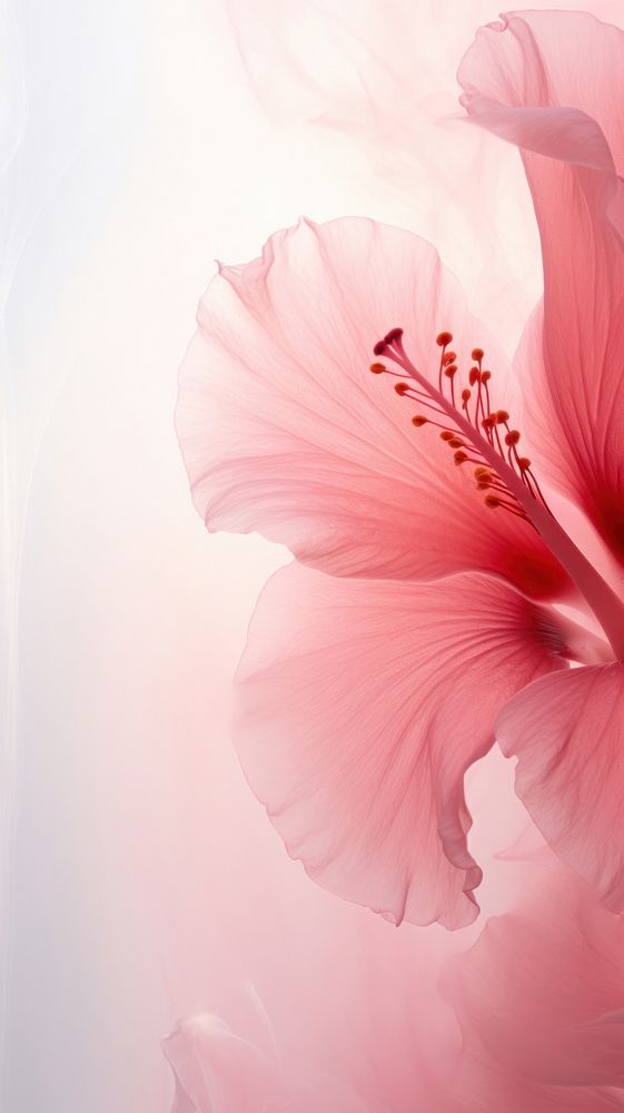 Hibiscus flower petal blossom.