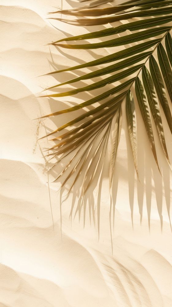 Palm leaf shadow outdoors nature plant.