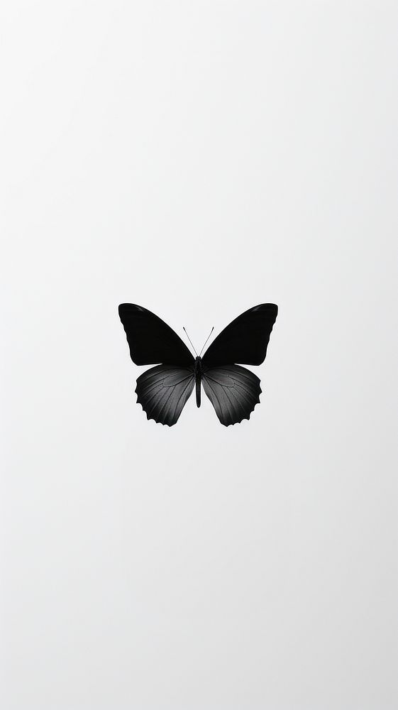 Butterfly animal backlighting monochrome.