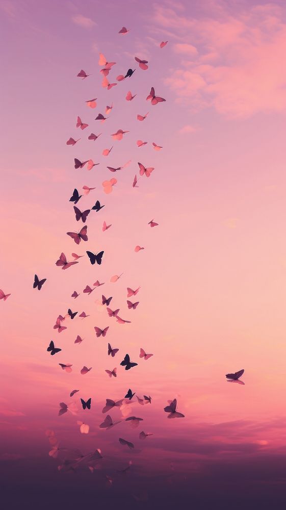 Butterflys in pink aesthetic sky outdoors nature flock.