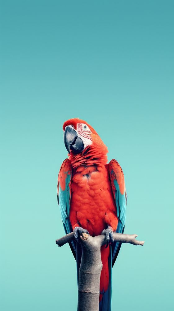 Parrot animal bird wildlife.