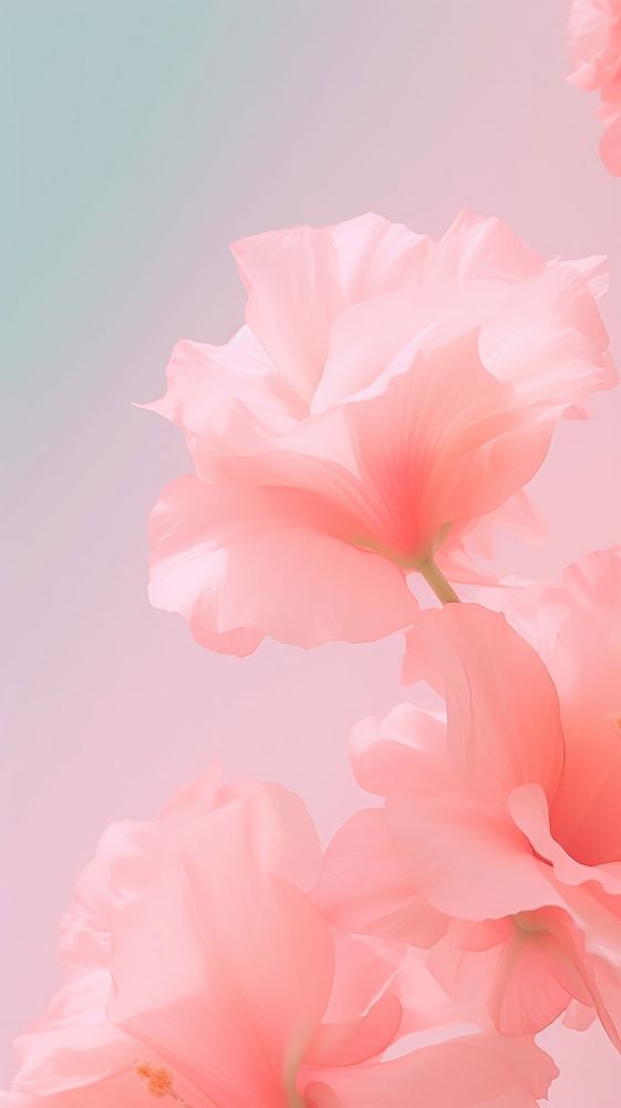 Pink floral backgrounds blossom flower.