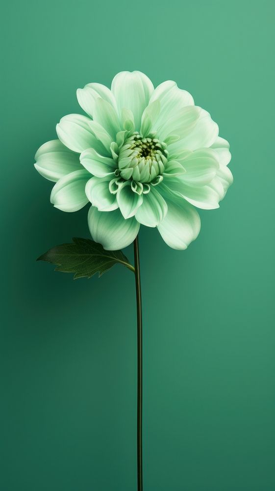 Green aesthetic bloom wallpaper flower dahlia petal.